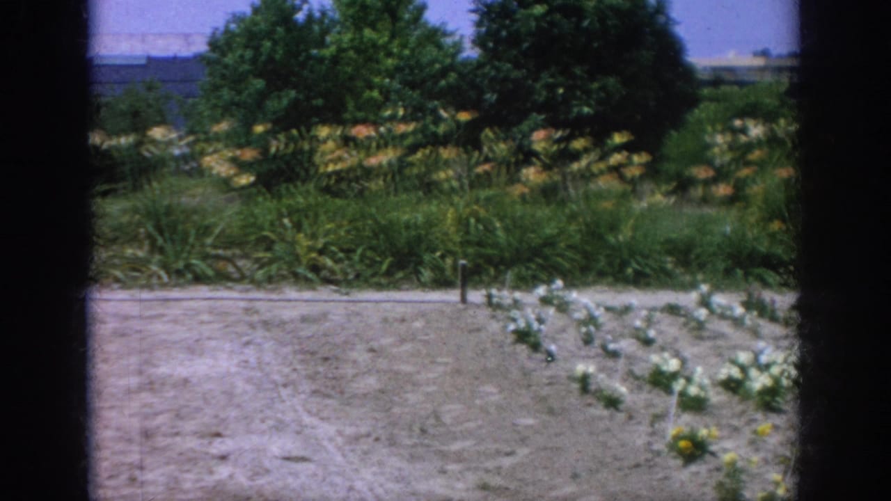 1962 Blainsport, Pennsylvania home-movie frame showing flower rows, bare soil, greenery, and trees beyond a garden path.