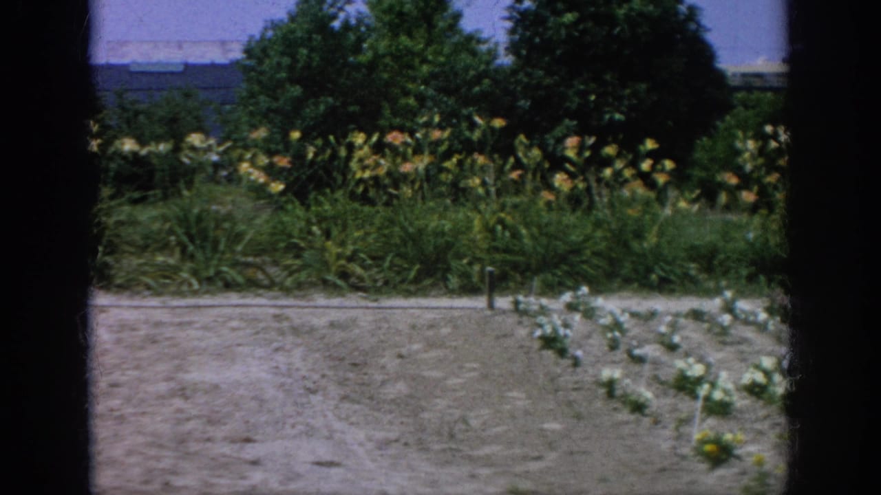 Garden rows with pale flowers, shrubs, and trees in the distance.