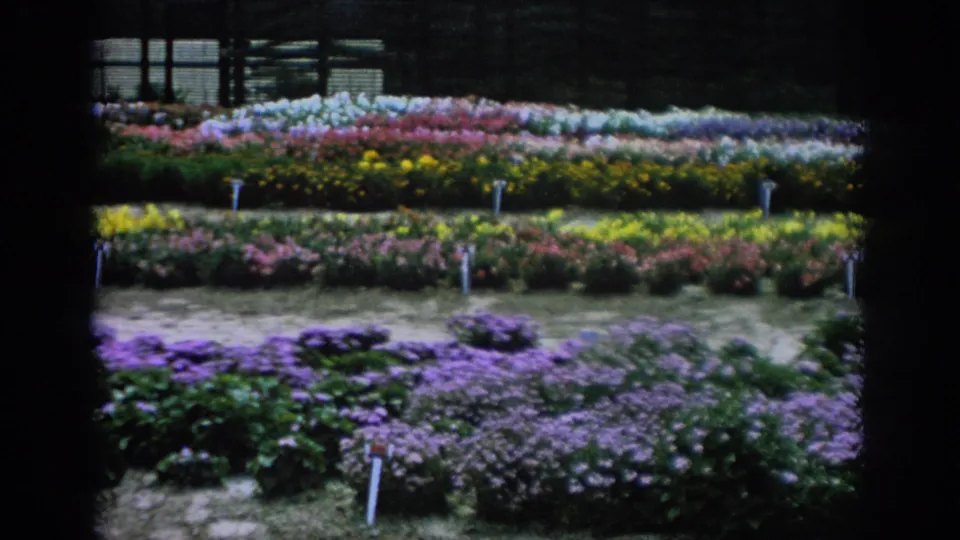 1962 Blainsport home-movie frame of layered purple, yellow, pink, and white flower beds near a glasshouse-like building.
