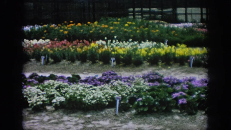 1962 Blainsport garden frame showing multi-colored flower beds, white plant markers, and a dark glasshouse-like background.