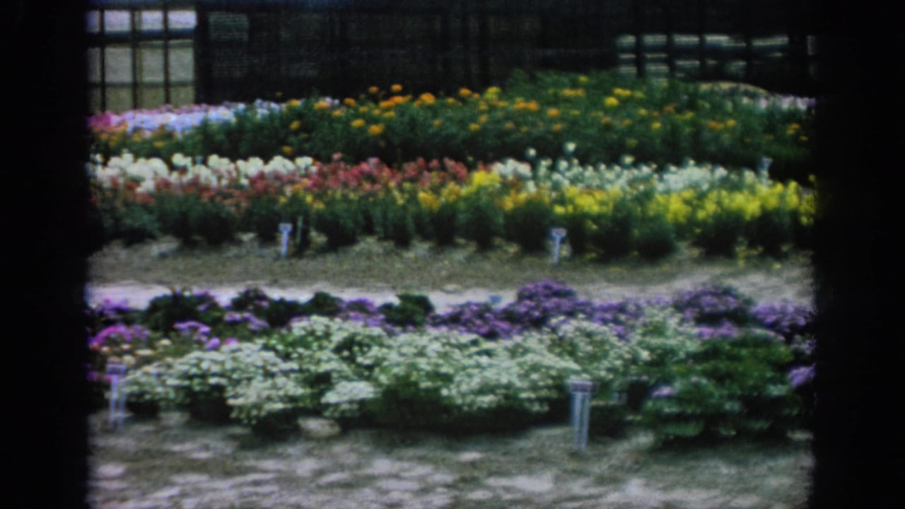 Rows of colorful nursery flowers with plant tags and a greenhouse behind them.
