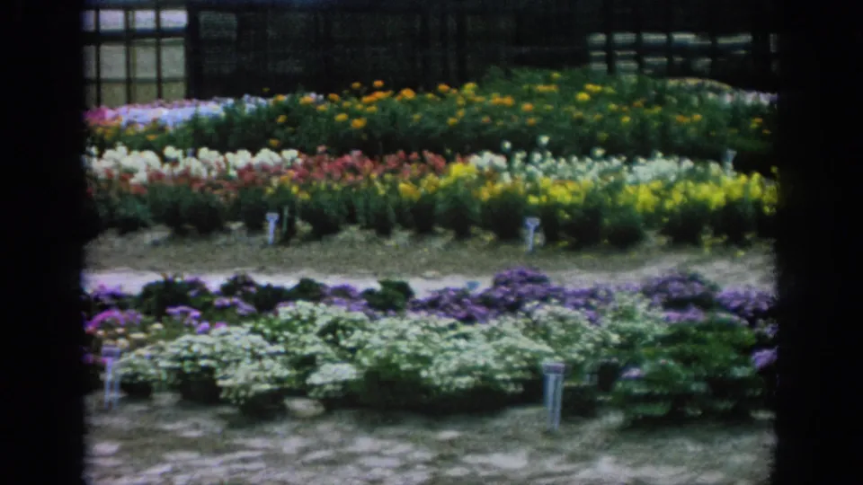 1962 Blainsport, Pennsylvania 8mm frame showing colorful nursery flower beds, small plant labels, dirt paths, and a greenhouse in the background.