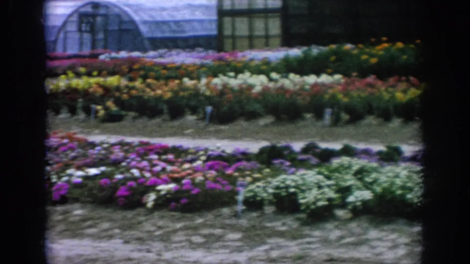1962 Blainsport, Pennsylvania garden frame with white, purple, yellow, and red flower rows arranged in front of a greenhouse.