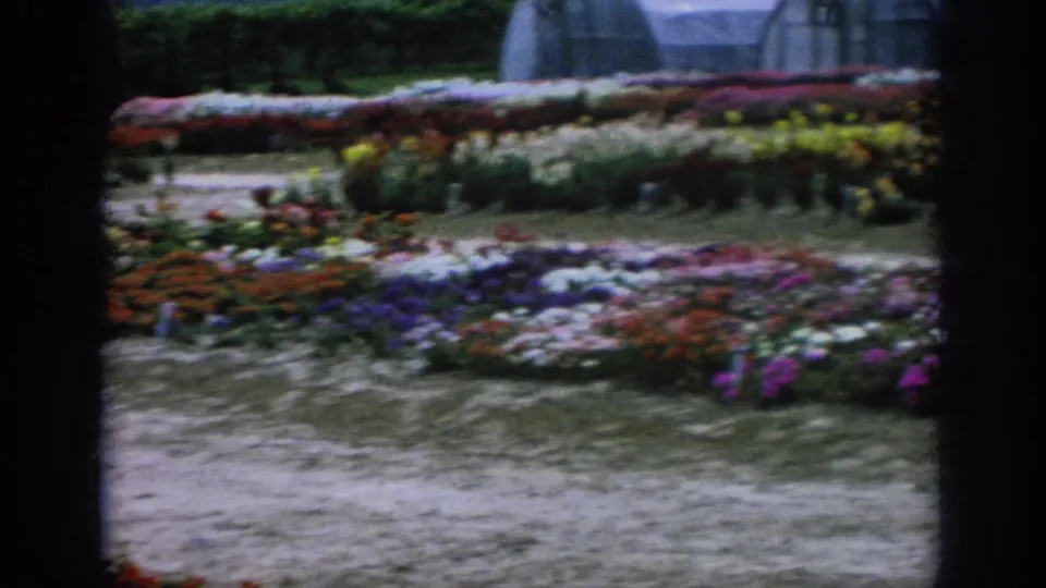 1962 Blainsport, Pennsylvania home-movie frame showing planted flower rows, markers, dirt paths, and part of a greenhouse near the top edge.