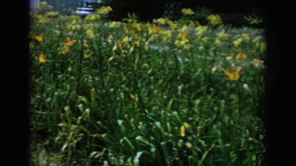 1962 Blainsport, Pennsylvania 8mm frame focusing on taller green nursery plants with yellow blooms and a darker garden backdrop.