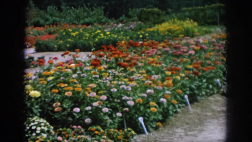 Rows of colorful flowers fill the garden, with paths, plant markers, shrubs, and trees visible in the Blainsport home-movie footage.