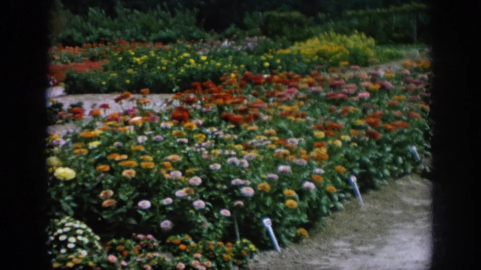 A wider garden view shows dense beds of red, yellow, pink, and orange flowers bordered by paths and greenery in the 1962 Pennsylvania footage.