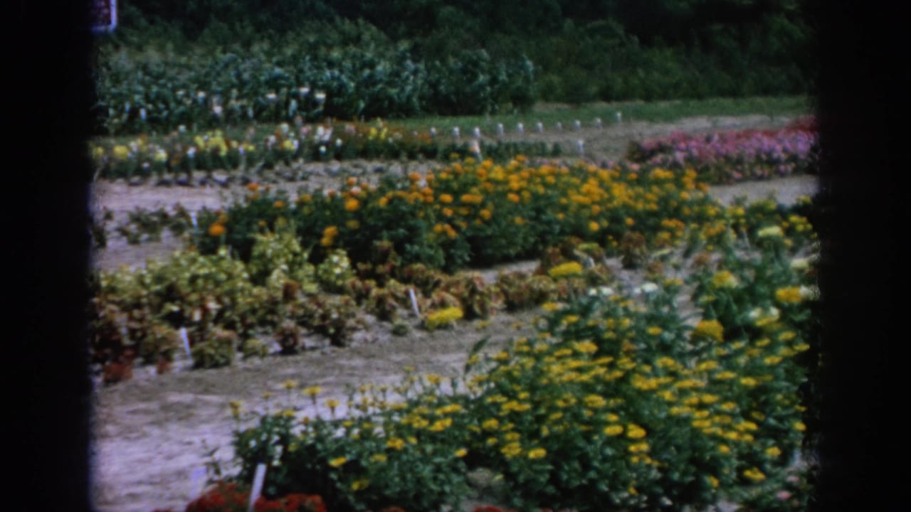 Rows of colorful flowers and plant markers beside a dirt path in a nursery garden.