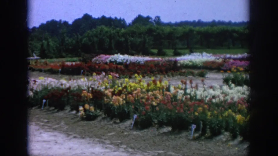 Wide view of Blainsport nursery flower rows in 1962, with red, white, yellow, and pink blooms set before hedges and trees.