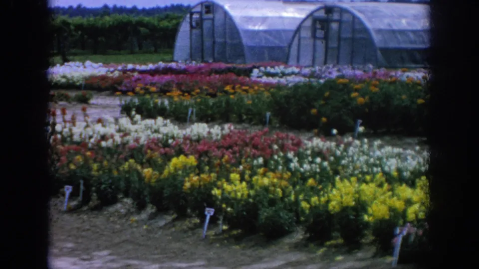 Rows of colorful nursery flowers stand before arched greenhouse structures in the 1962 Blainsport home-movie footage.