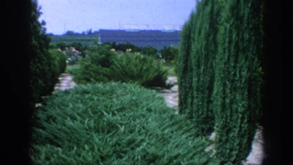 A Blainsport nursery garden path in 1962 bordered by dense greenery, tall trimmed evergreens, shrubs, and distant open fields.