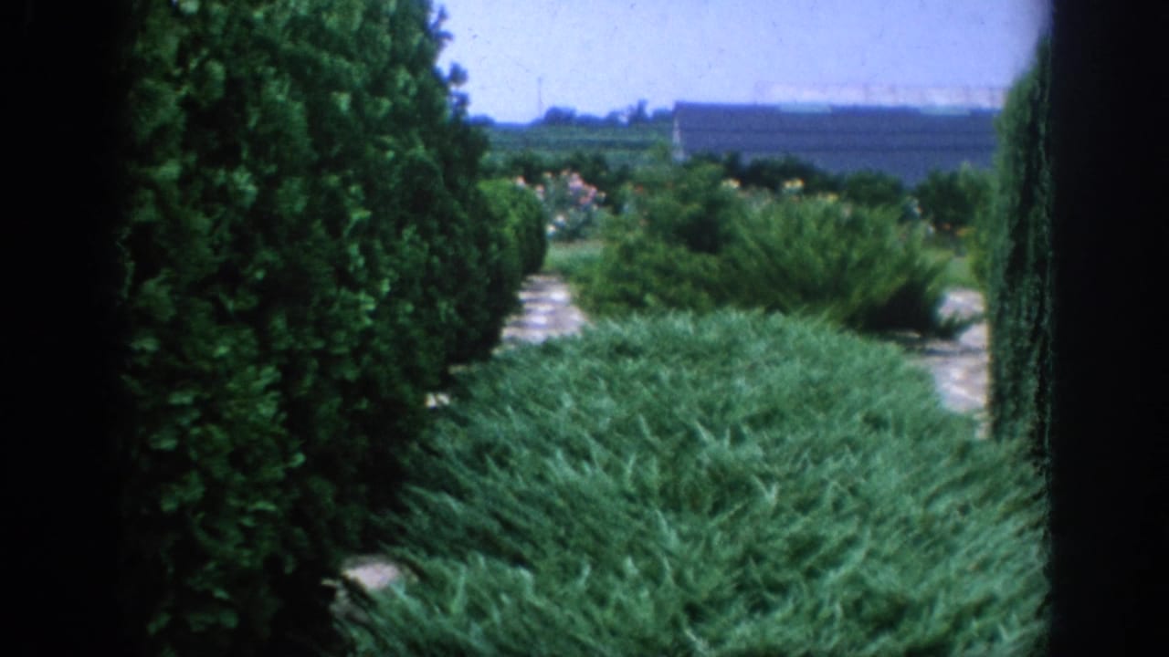 Trimmed evergreens and a stone path in a sunny garden.