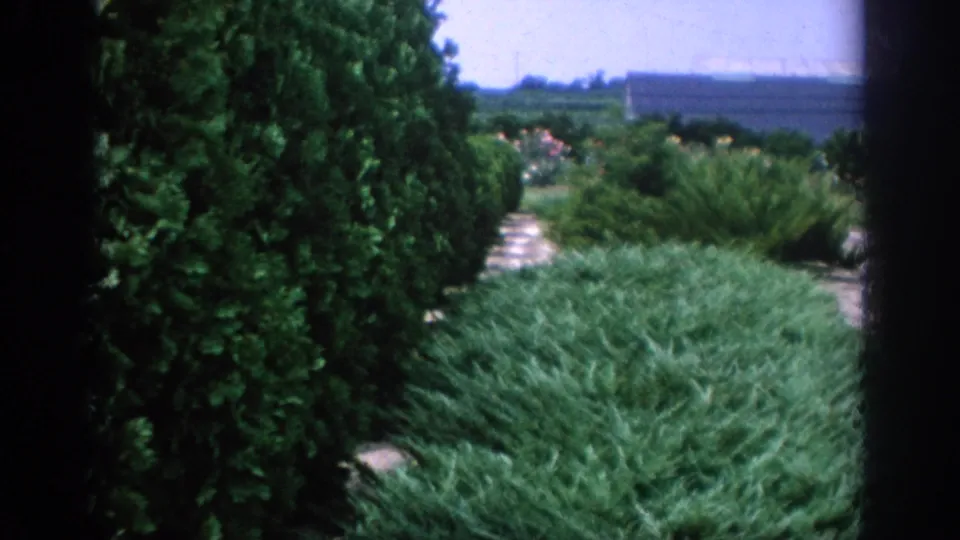 1962 Blainsport garden frame showing clipped evergreens, a stone walkway, and thick ornamental planting.