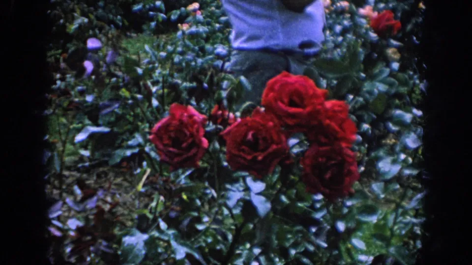 Red rose bushes in a 1962 Blainsport garden, with a partially visible person standing behind the blooms.