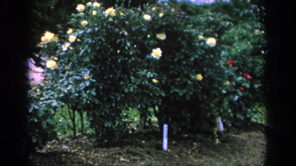 Yellow rose bushes in a 1962 Blainsport garden, with trimmed greenery and a small white plant marker visible.
