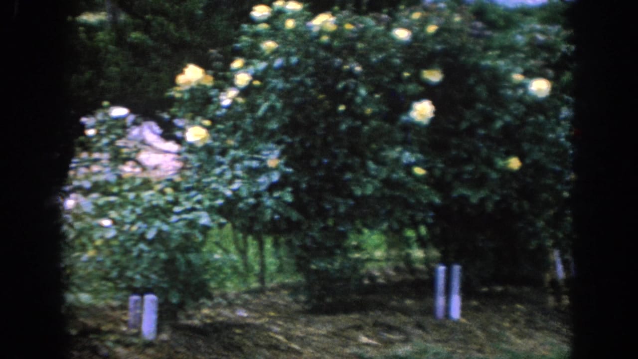 1962 Blainsport garden view with yellow roses, green shrubs, grass paths, and visible 8mm gate edges.