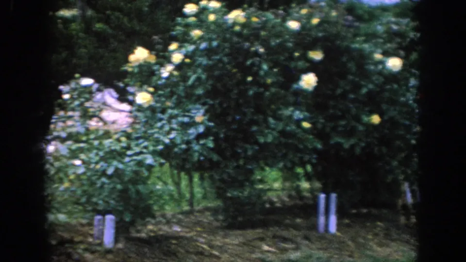 1962 Blainsport garden view with yellow roses, green shrubs, grass paths, and visible 8mm gate edges.
