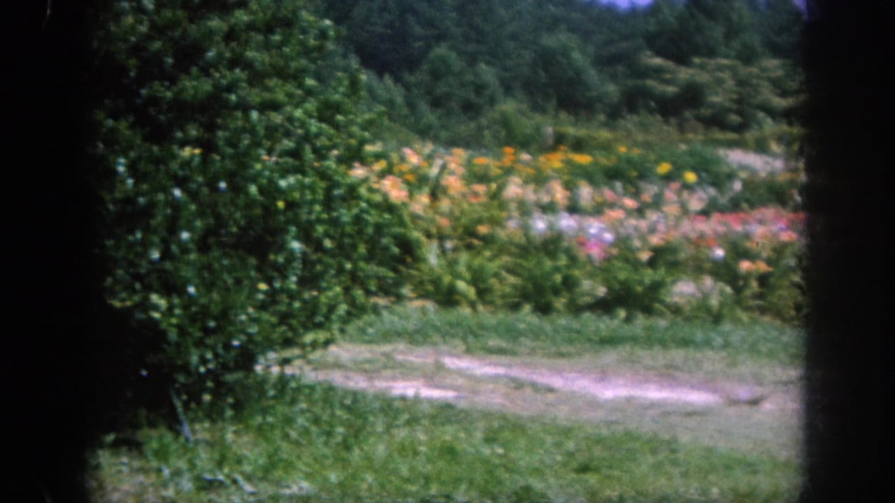 Flower beds and shrubs beside a pale garden path.