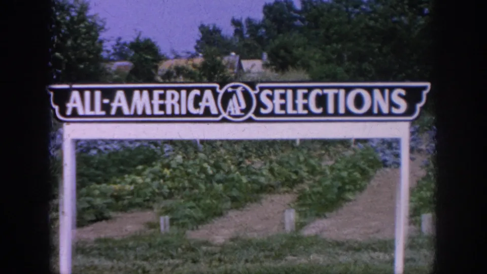 All-America Selections sign stands before planted rows and garden markers in 1962 Blainsport home-movie footage.