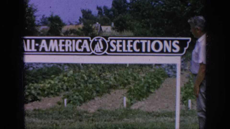 The All-America Selections sign fills the foreground while an adult man in a light shirt appears at the right edge.