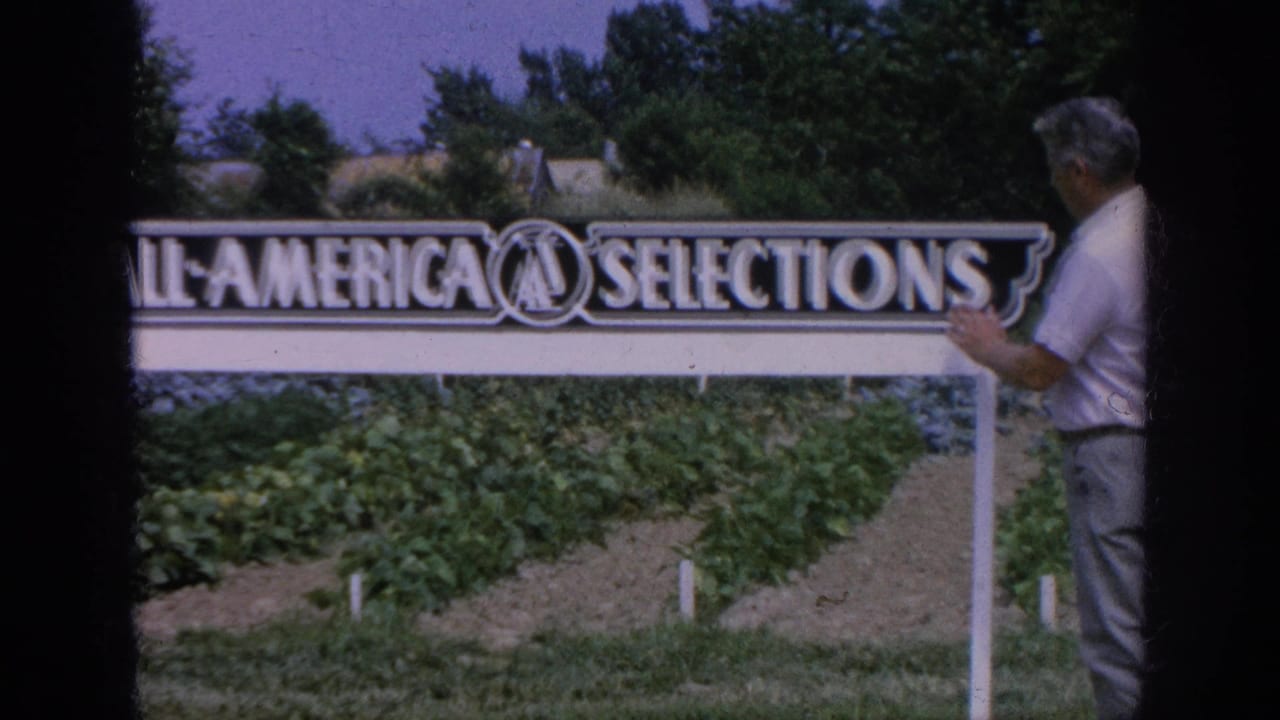 In Blainsport, Pennsylvania, 1962, a man in a light short-sleeve shirt stands beside an All-America Selections sign near planted rows.
