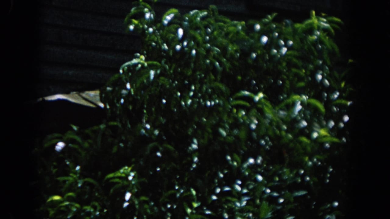 1962 Blainsport 8mm frame showing glossy green foliage against dark weathered cabin siding.