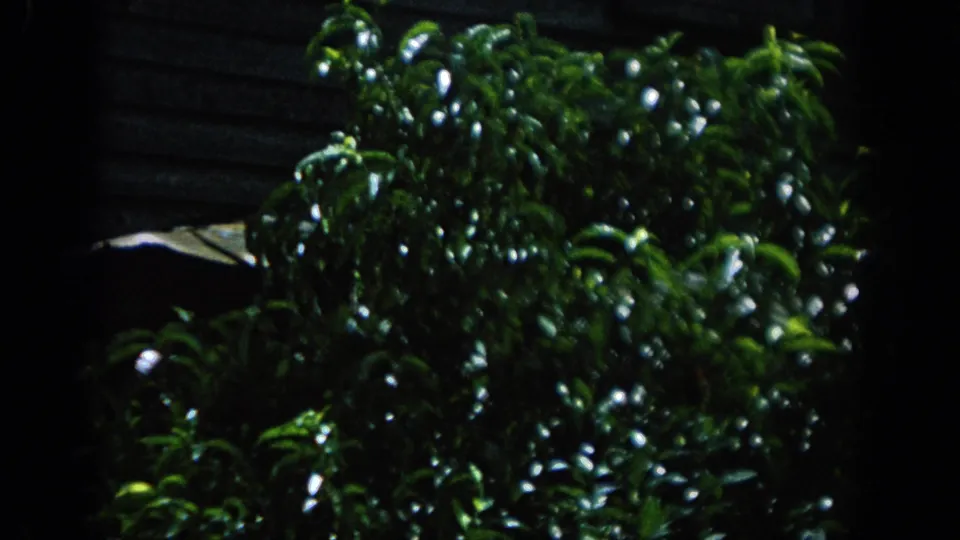 1962 Blainsport 8mm frame showing glossy green foliage against dark weathered cabin siding.