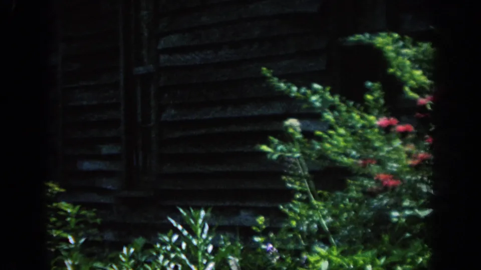 Handheld 8mm view of dense garden growth and red flowers along a shadowed cabin wall in 1962 Pennsylvania.