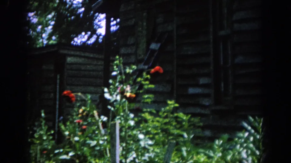Blainsport cabin exterior with tree trunks, dense vegetation, and small red flowers in a dark 1962 home-movie frame.