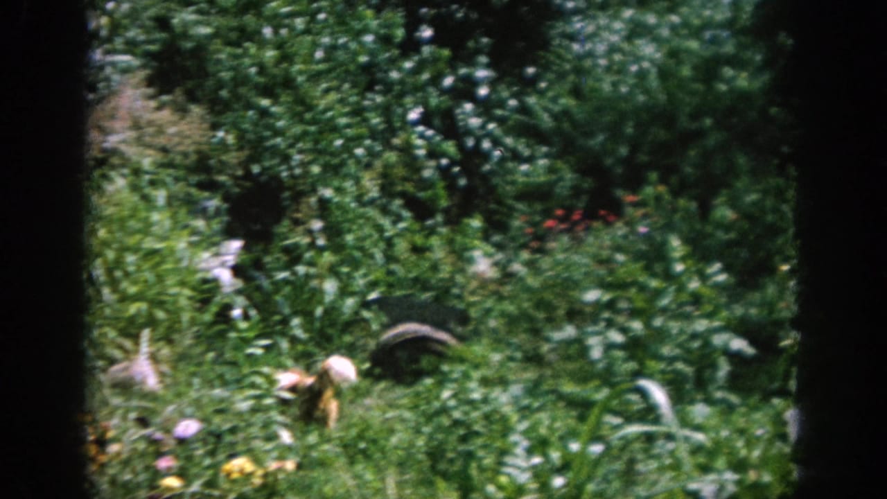 Dense garden foliage with flowers and a partially obscured person in the background.