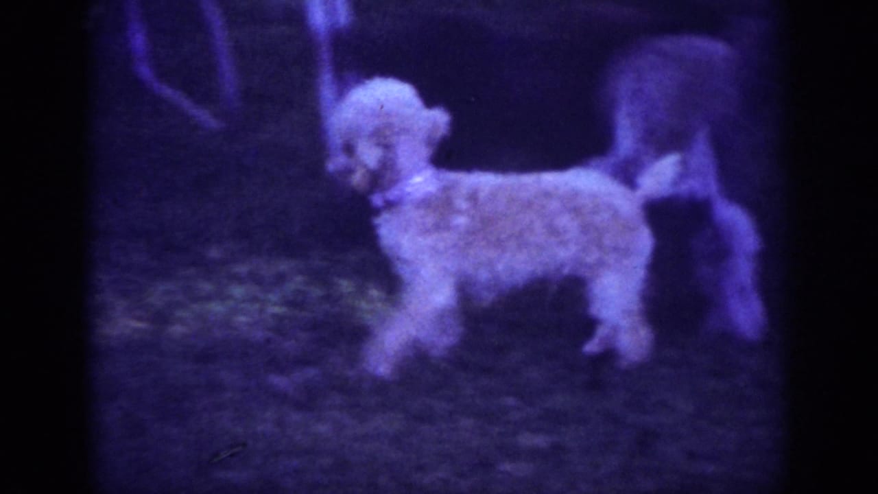 Small white poodle standing on grass near a darker dog shape at the right edge.