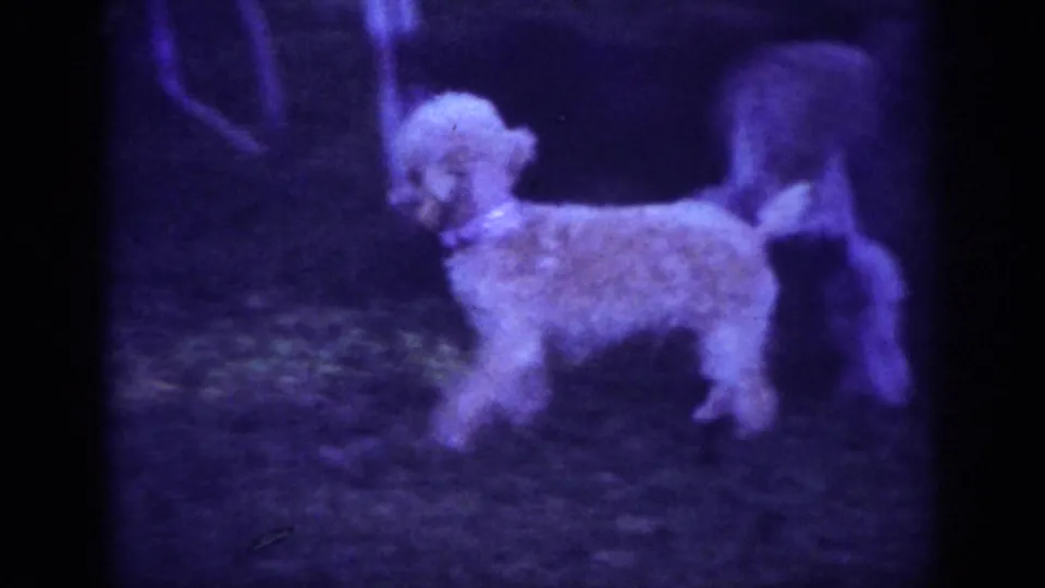 1962 Blainsport yard footage showing a small white poodle on grass, with another dog partly visible and soft purple 8mm color shift.