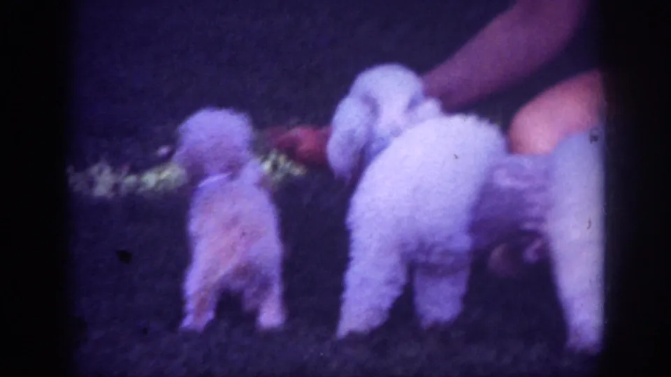 1962 Blainsport yard frame showing two fluffy poodles near a crouched person's hand and arm, with soft focus and purple film shift.