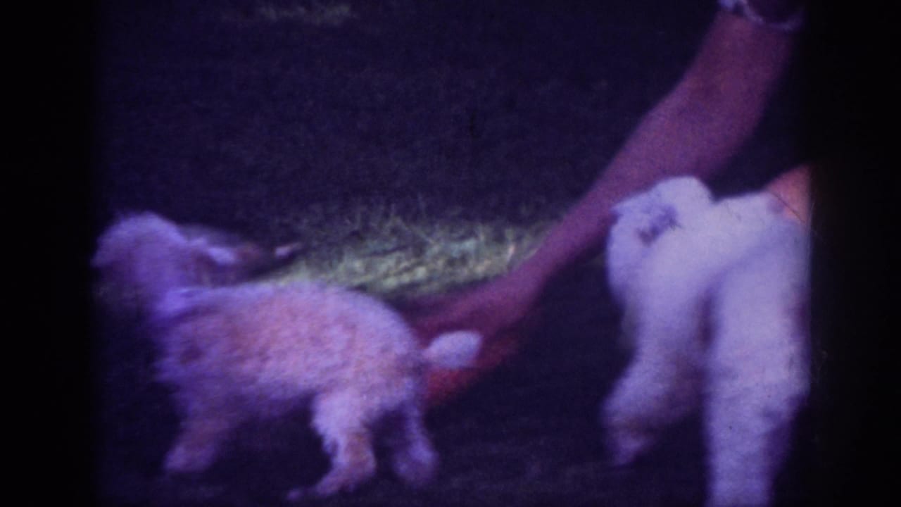 In 1962 Blainsport, Pennsylvania home-movie footage, a woman on a backyard lawn reaches toward small poodles near her legs.