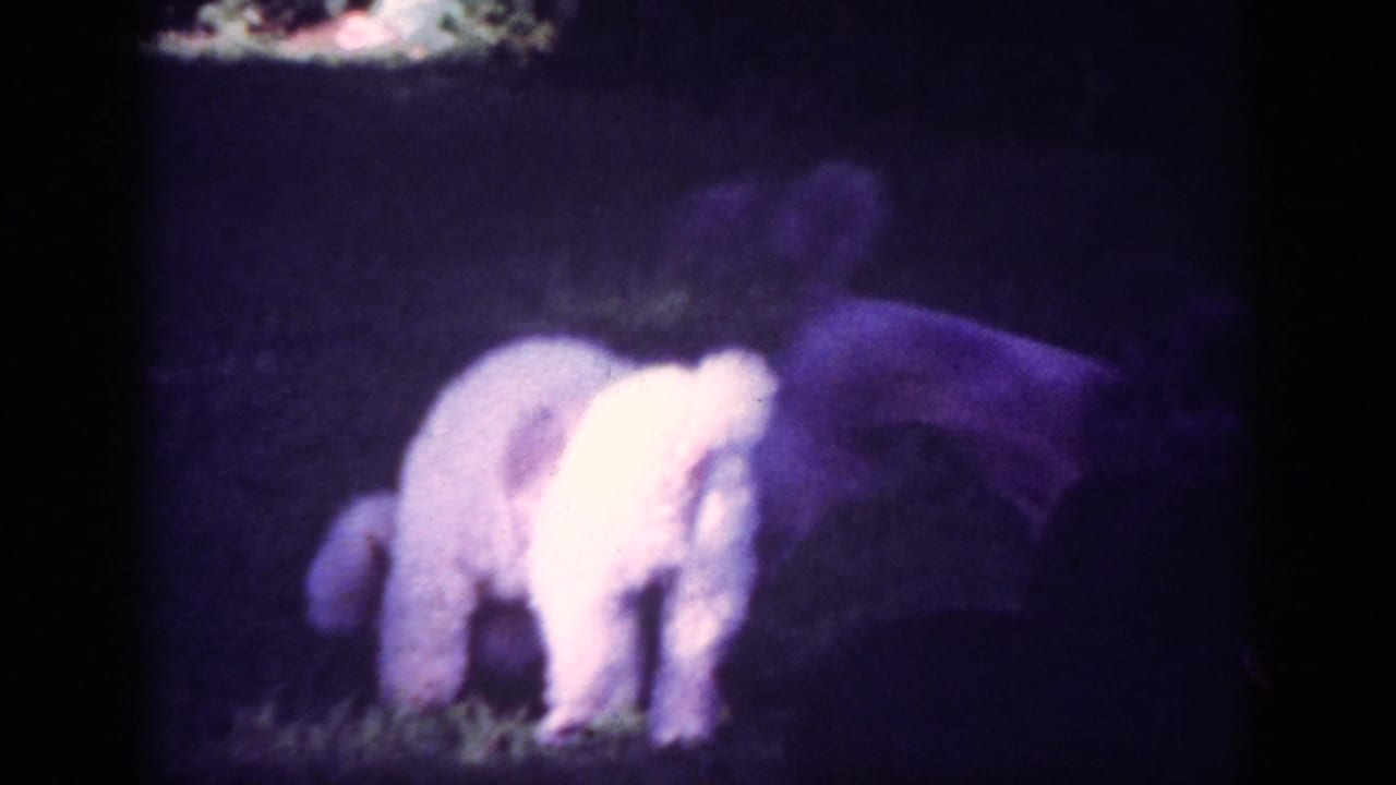 Small white and darker poodles sniff and move together on a lawn.