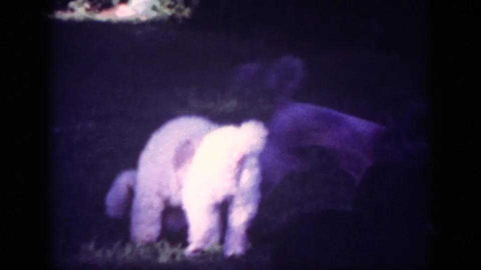 Two small poodles, one white and one darker, move close together across a shaded backyard lawn in 1962 home-movie footage.