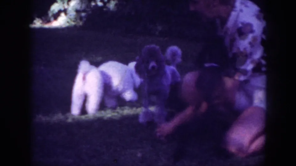 A kneeling woman in a patterned blouse reaches toward small poodles clustered on a Pennsylvania backyard lawn in 1962 footage.