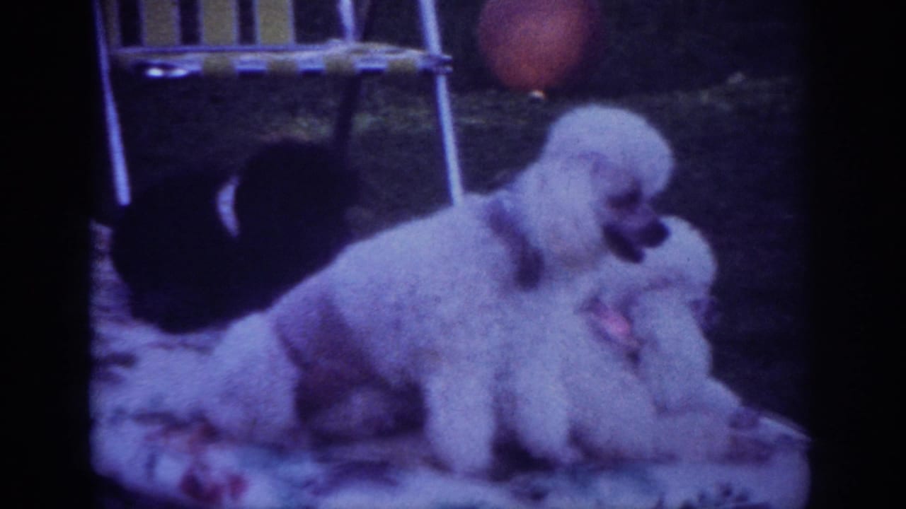 White poodle and darker dog resting on a patterned blanket in grass.