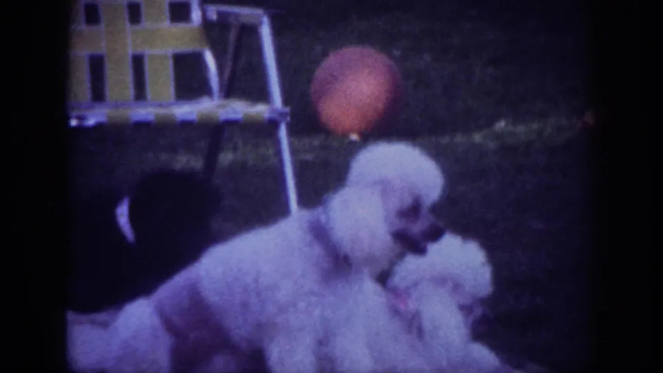 The white poodle lies on the blanket near the darker dog, with a yellow folding chair and red ball visible in the Blainsport backyard.