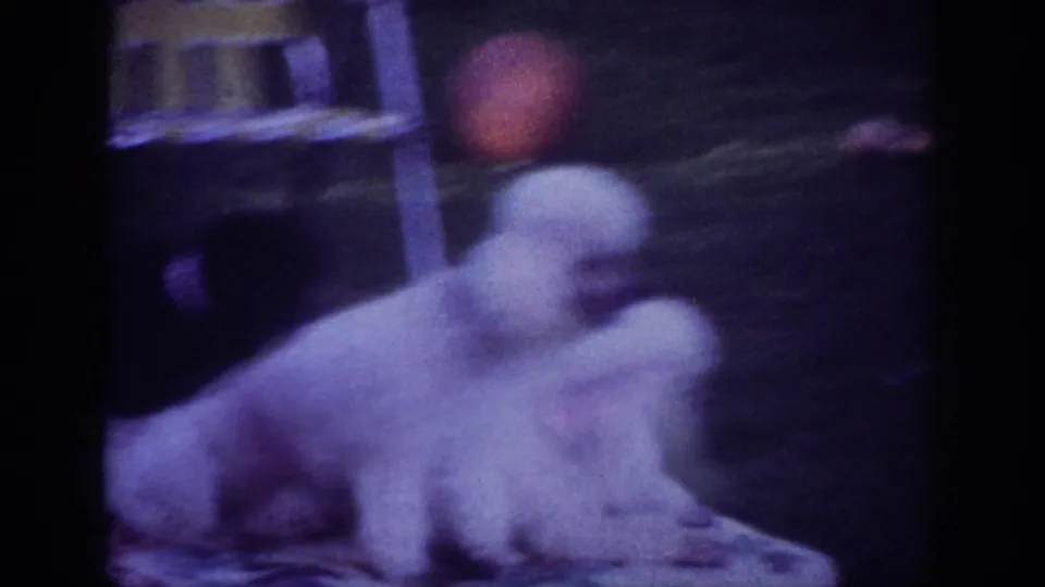 Soft 8mm frame of the white poodle close beside the darker dog on a blanket, with grass and a red ball in the backyard background.