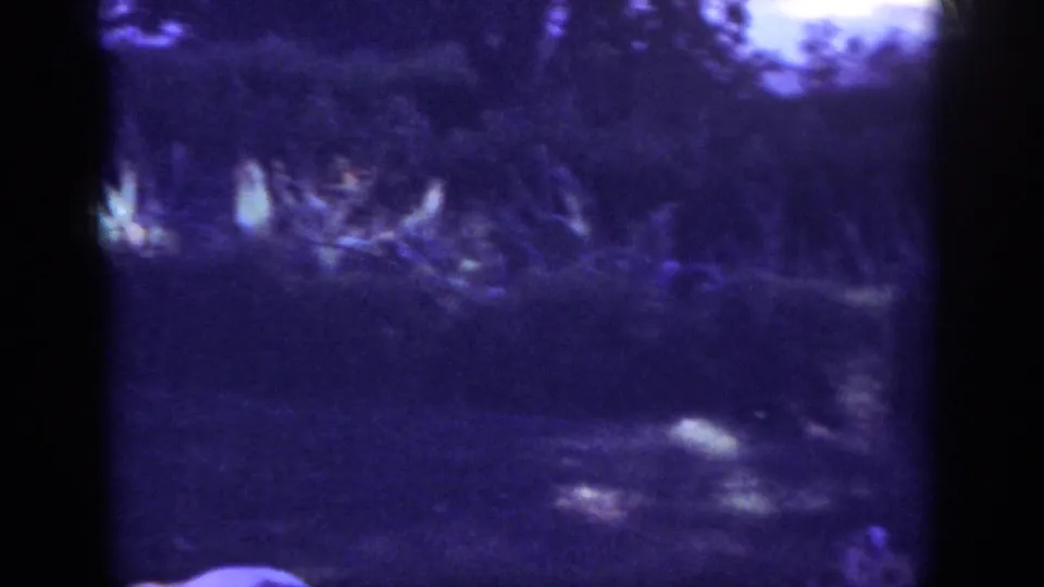 The final frame shows a darkened lawn area with low garden plants and shrubs in soft 8mm color.