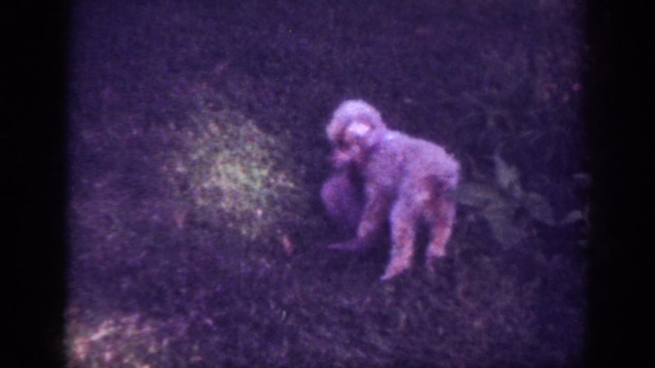 In 1962 Blainsport home-movie footage, a fluffy light-colored dog stands in a dim grassy garden under purple-tinted low light.