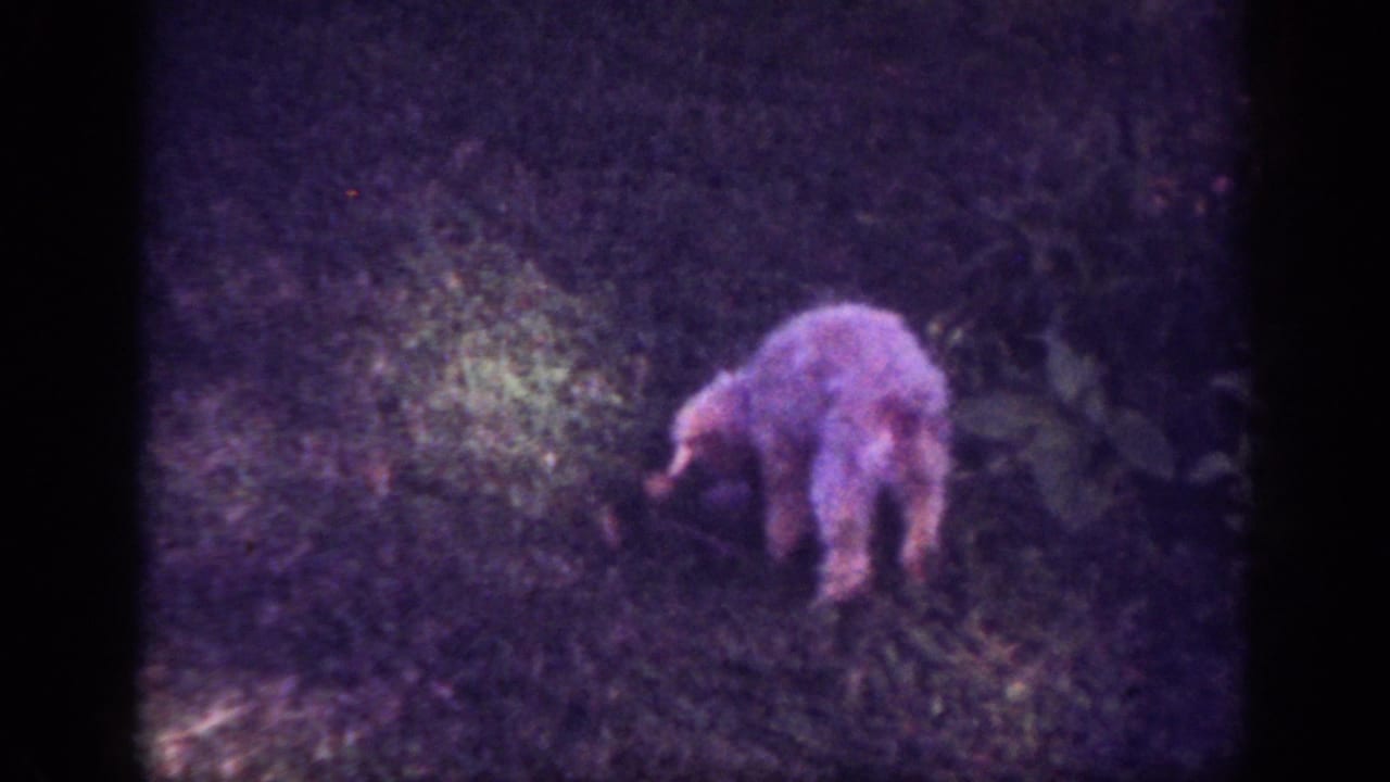 Fluffy dog sniffing the ground in a shadowed grassy yard.