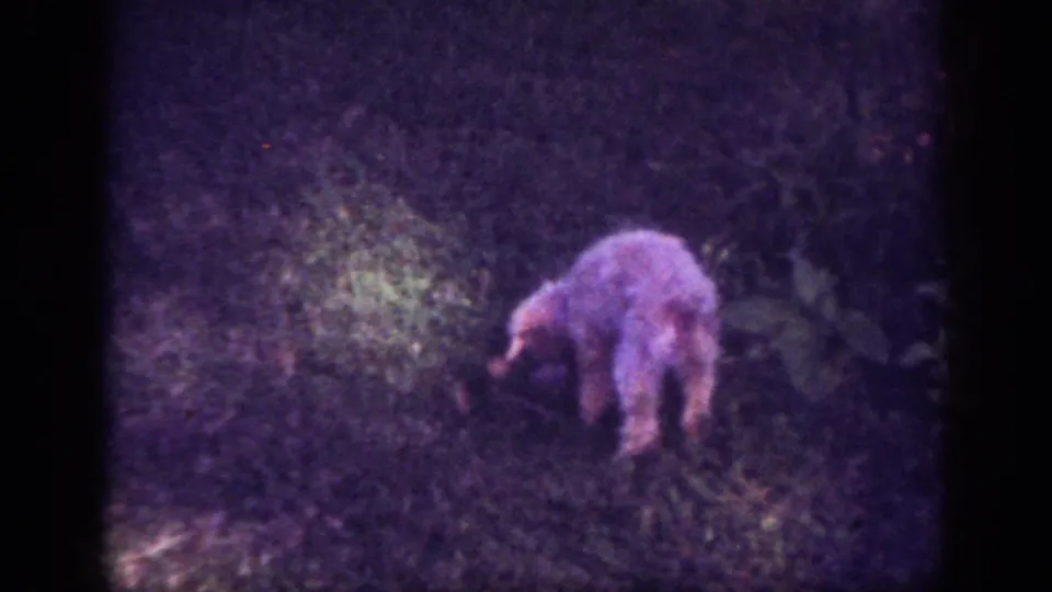 The light-colored dog lowers its head to sniff the grass in a dusk garden scene from Blainsport, Pennsylvania, 1962.