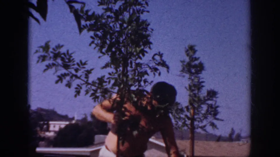 1962 Blainsport home-movie frame with a shirtless man close to a sapling, partly hidden by leaves against a clear sky.