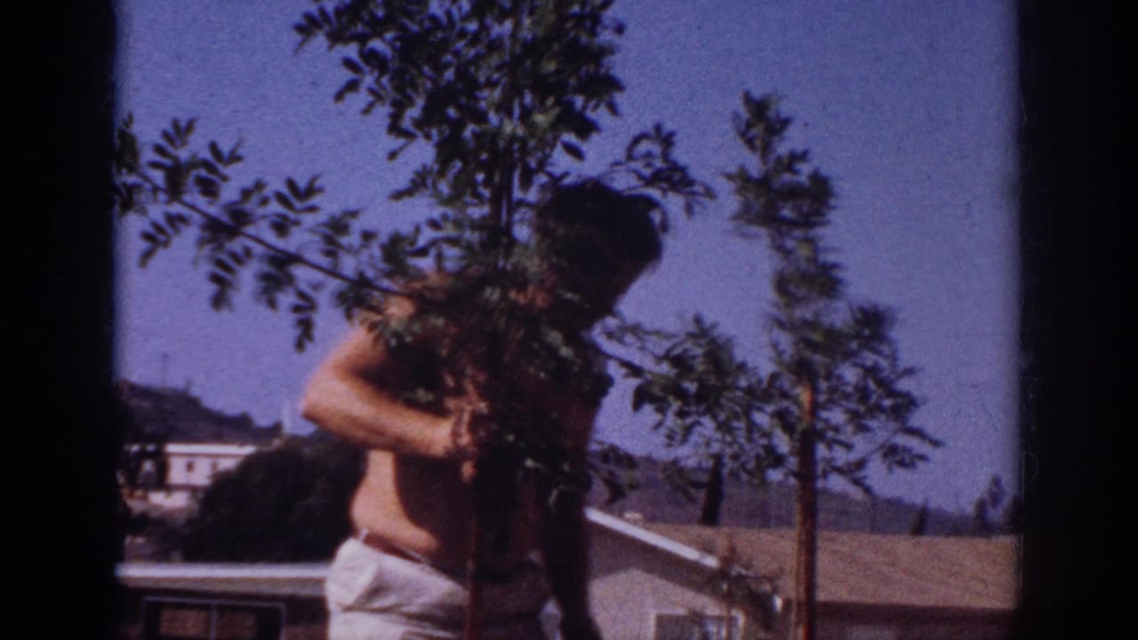 Man holds a leafy sapling upright in a backyard.