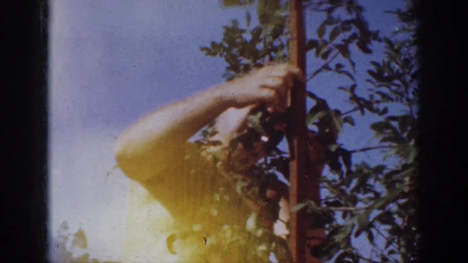 A closer 8mm frame shows the shirtless man steadying the young tree trunk among leaves, with bright sky and film flare visible.