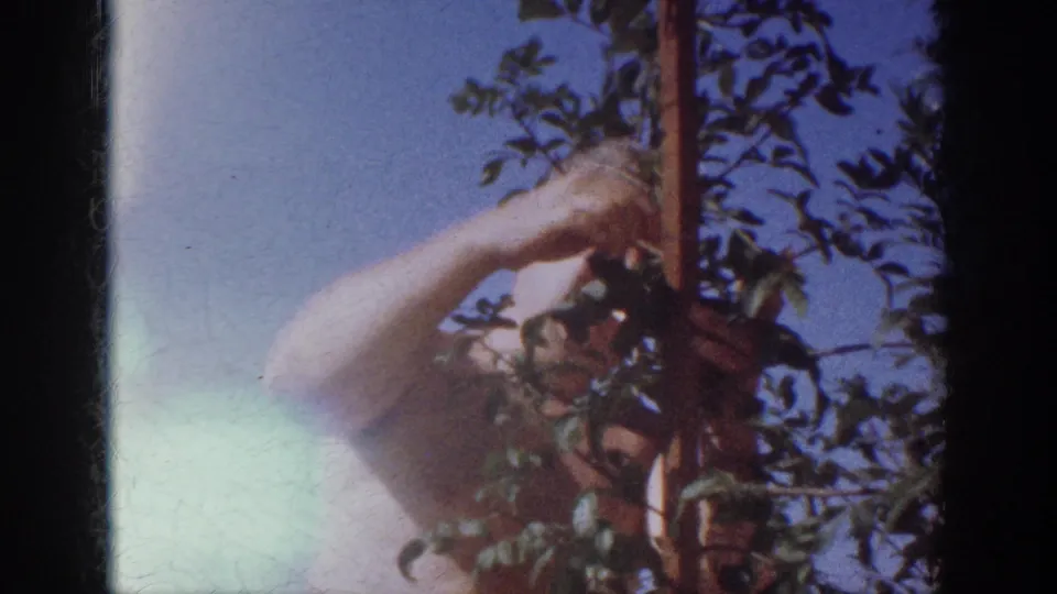 The final frame shows the man still handling the young tree, partly hidden by foliage and bright exposure flare in the home-movie frame.