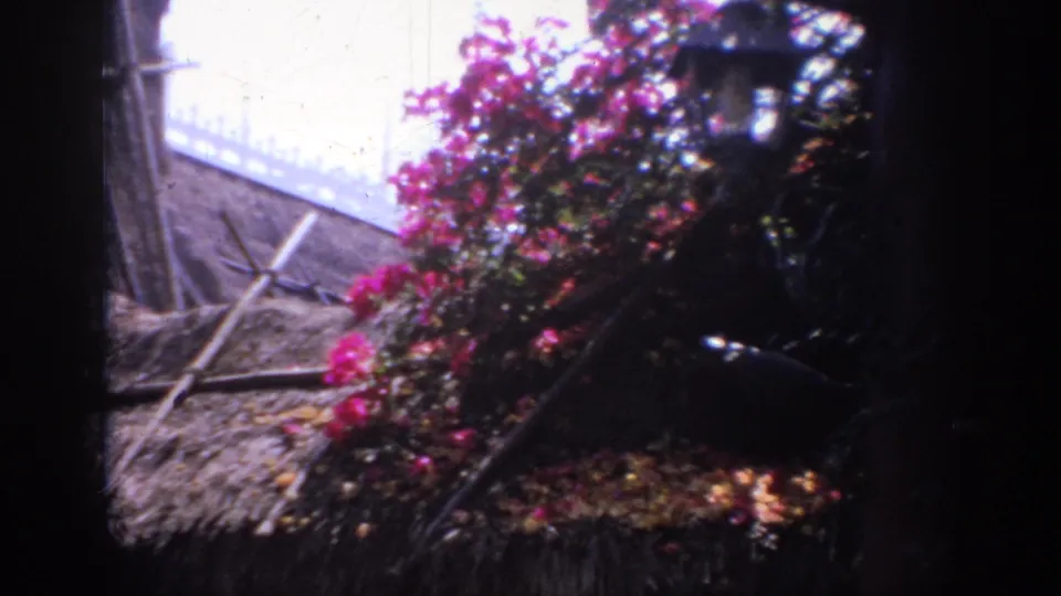 End of a 1962 visitor pan across the Disneyland Tiki Room exterior, with bougainvillea, thatch, bamboo, and a dark foreground obstruction.