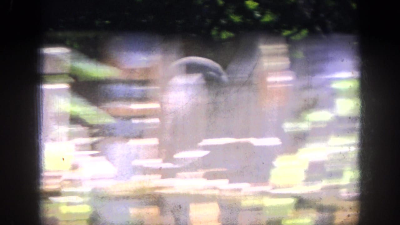 Soft 1962 Anaheim 8mm frame showing a skull-like prop amid dark foliage and bright reflected greenery.